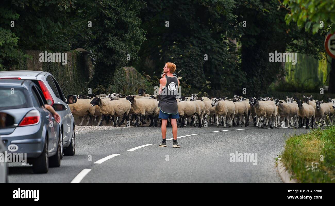 Newhaven Reino Unido 8 de agosto de 2020 - un rebaño de ovejas ayudado por un granjero sostienen el tráfico mientras cruzan el camino de Piddinghoe cerca de Newhaven en un día caluroso en Sussex: Crédito Simon Dack / Alamy Live News Foto de stock