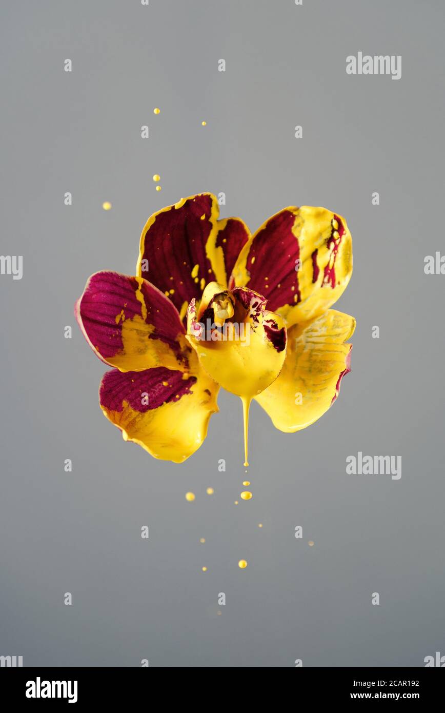 Flor de orquídea magenta con salpicaduras de pintura amarilla, enfoque  selectivo Fotografía de stock - Alamy