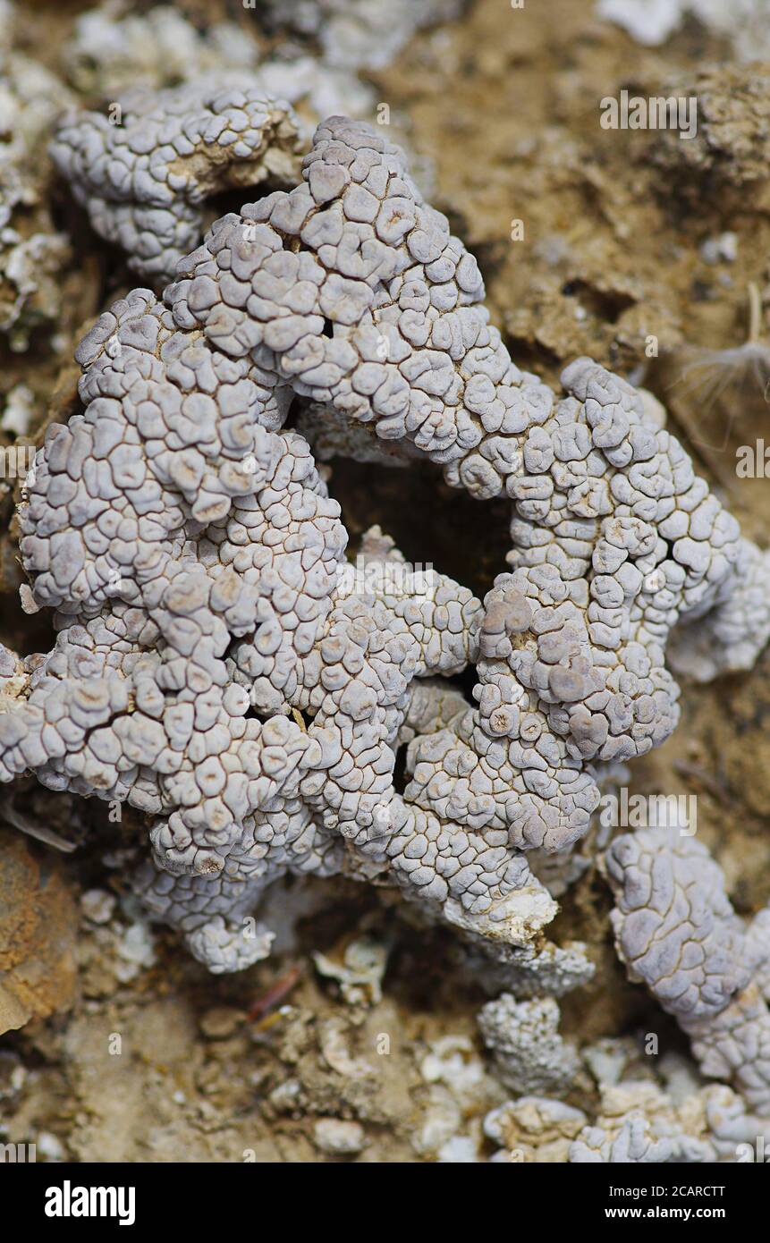 Corteza biológica del suelo (especies de liquen Diploschistes diacapsis) En el desierto de Tabernas Foto de stock