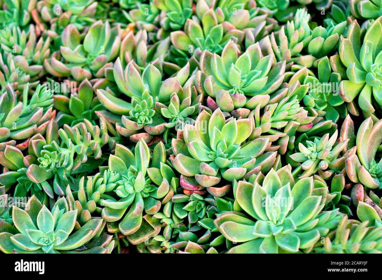 Fondo floral de suculentos. Echeveria. Cactus verdes. Foto de stock