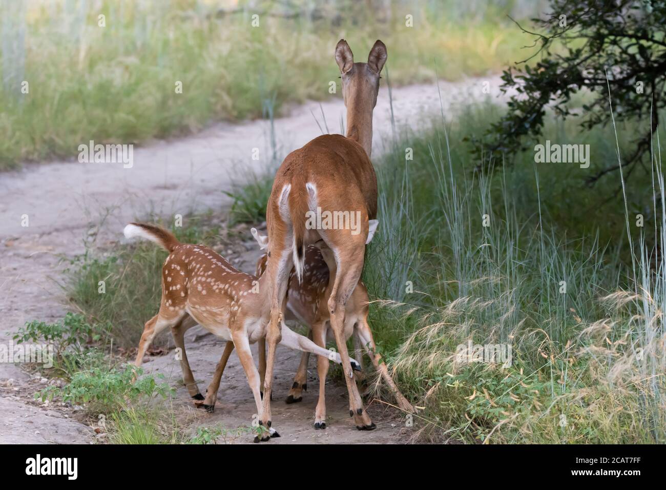 Un par de jóvenes gemelos ciervos que se amamantan agresivamente de su madre mientras ella está pacientemente en un sendero en un parque de la ciudad. Foto de stock