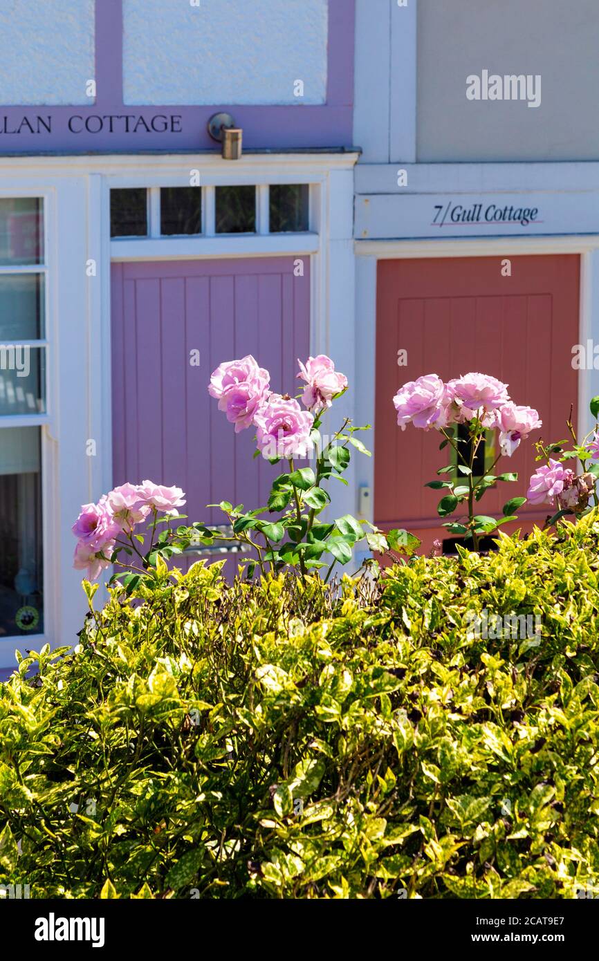 Rosas rosadas frente a las casas de campo junto al mar en Whitstable, Kent, Reino Unido Foto de stock