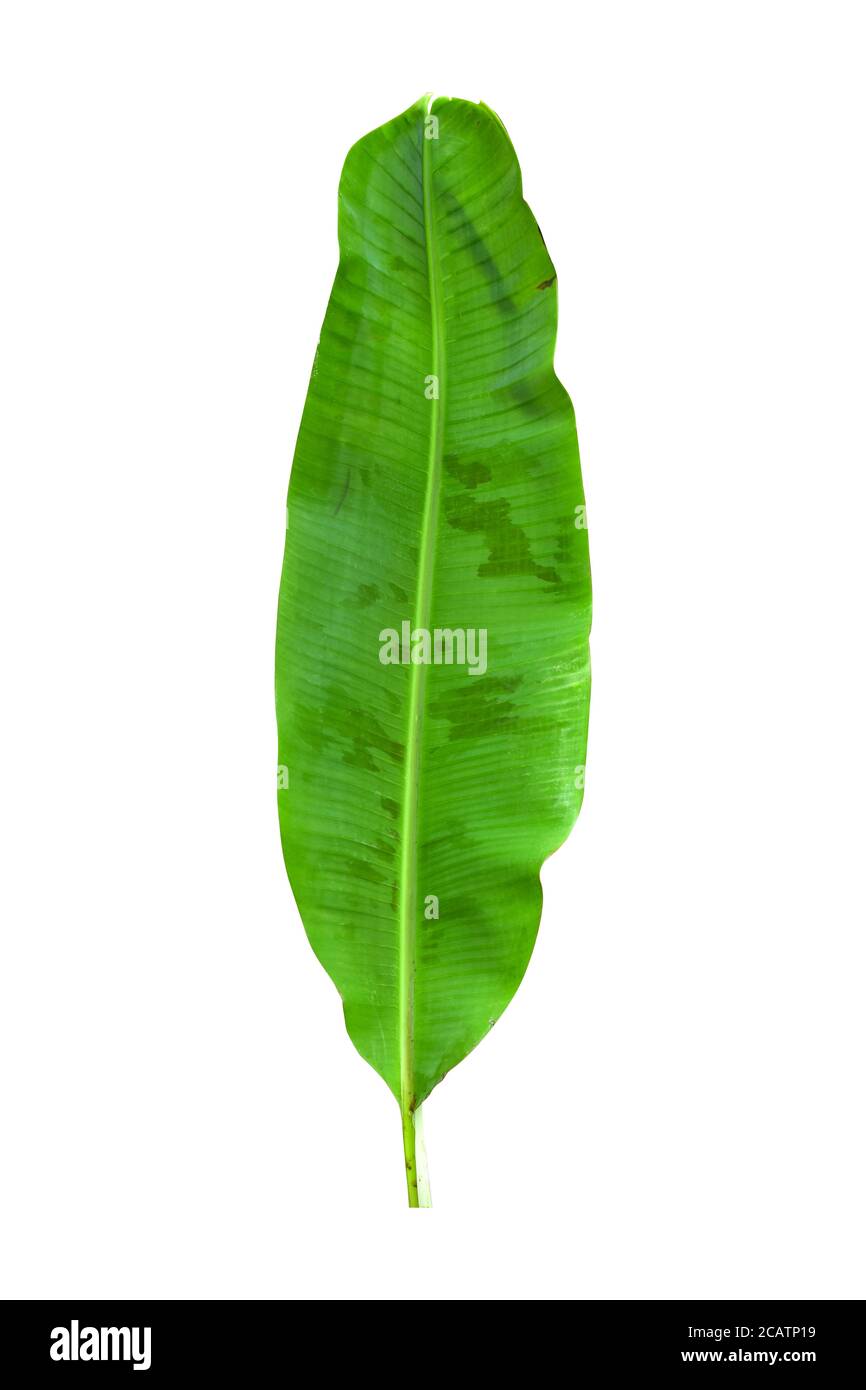 Hojas de plátano verde con motivos únicos, aisladas sobre un fondo