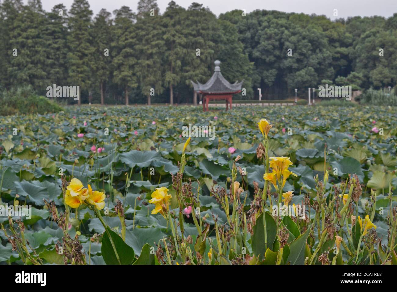 Un estanque de loto cerca del jardín botánico del Lago este, Wuhan, China Foto de stock