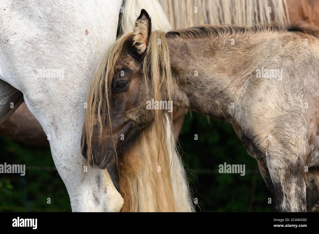 Retrato de caballo de tiro en una pastura en el país francés Foto de stock