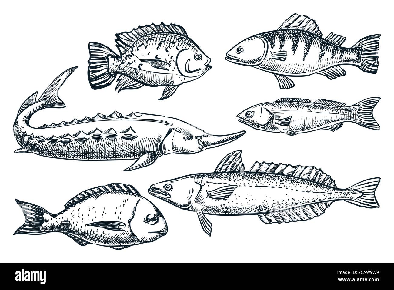 Peces de mar establecidos, aislados sobre fondo blanco. Dibujo a mano ilustración vectorial de croquis. Elementos de diseño de alimentos del mercado de mariscos. Dibujo de fideos de esturión, Ilustración del Vector