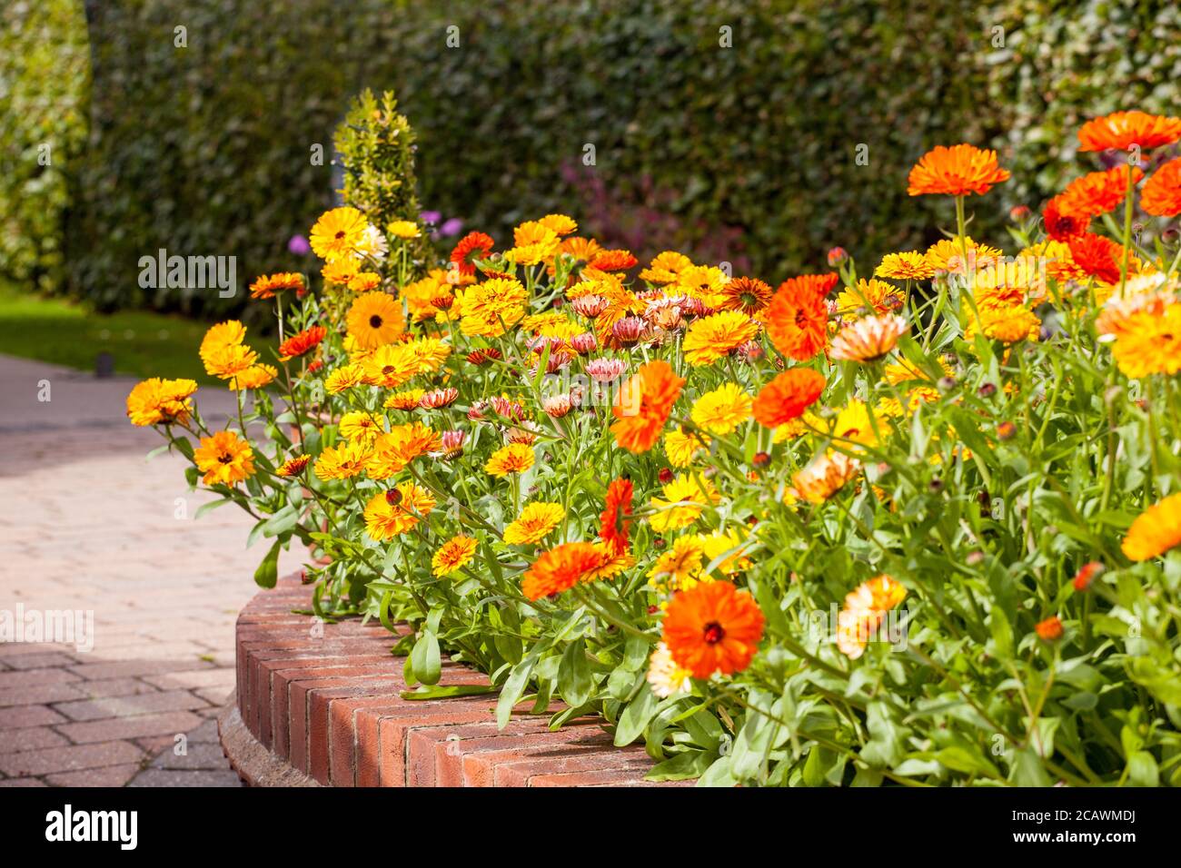 Calendula officinalis flores que crecen en un jardín herbáceo rural inglés frontera en verano Foto de stock