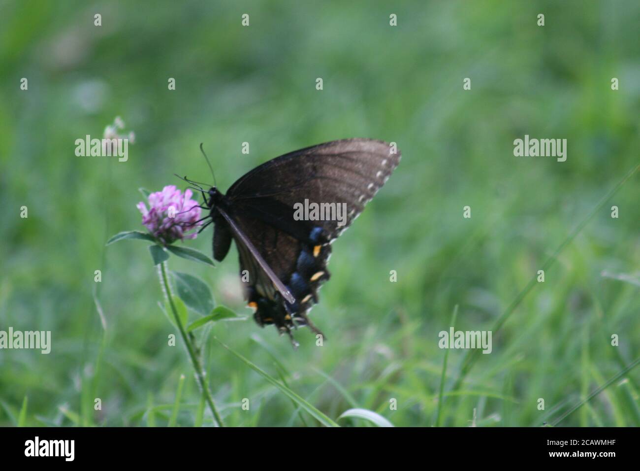 Mariposa del este de la Cola de Pájaros Negro en Forest Park-St. Louis, Missouri, EE.UU. Foto de stock