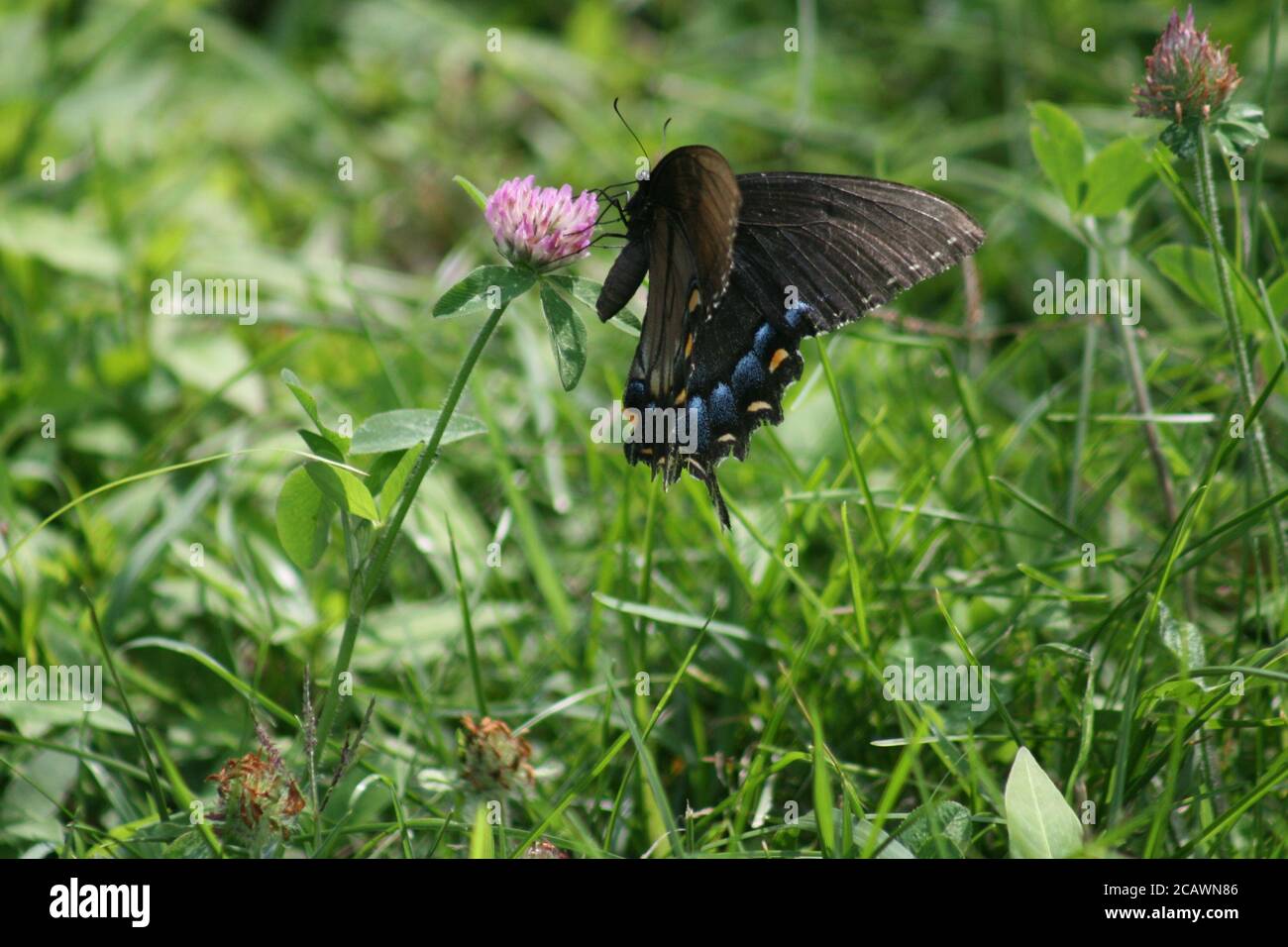 Mariposa del este de la Cola de Pájaros Negro en Forest Park-St. Louis, Missouri, EE.UU. Foto de stock