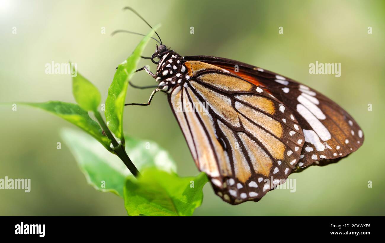 macro fotografía de este gracioso y frágil insecto lepidoptera sobre una hoja en un botánico tropical Foto de stock