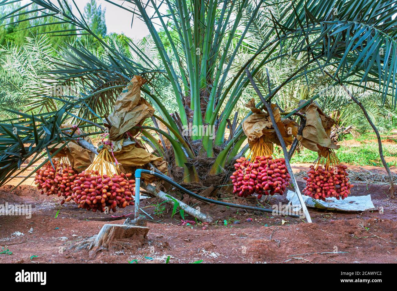 Fruta Fresca Madura Roja Manojo De Datiles En Palmera Datilera Fotografia De Stock Alamy