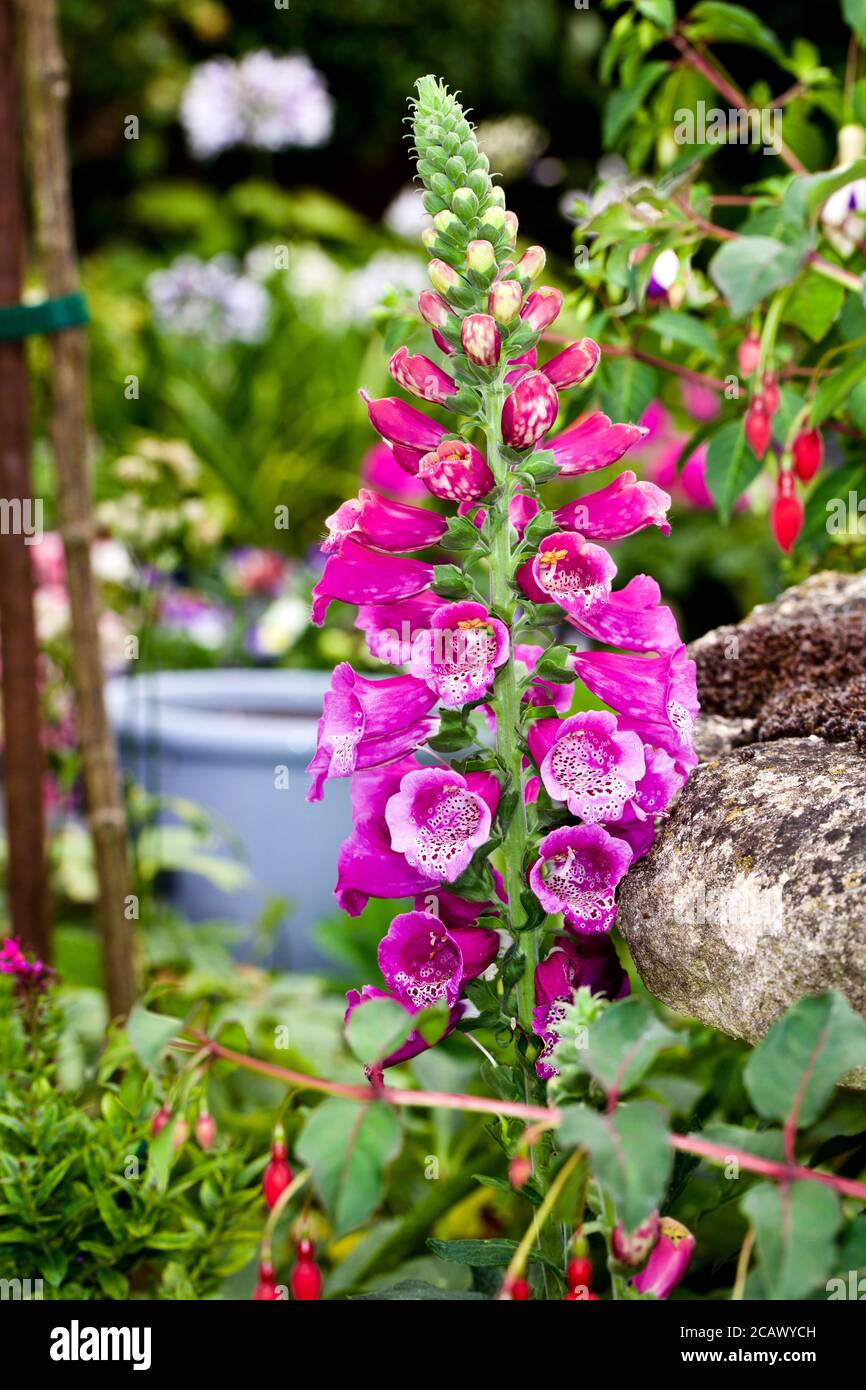 Foxglove ‘Digipalis purpurea’ Foto de stock