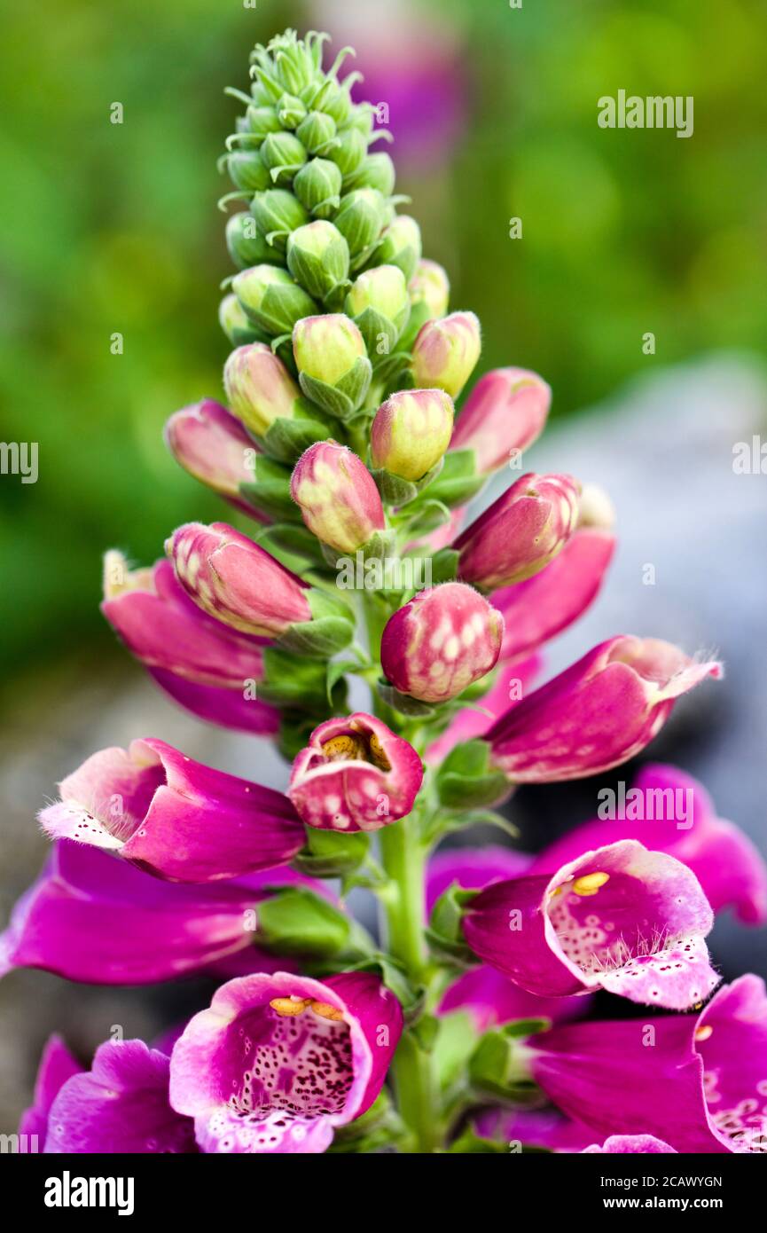 Foxglove ‘Digipalis purpurea’ Foto de stock