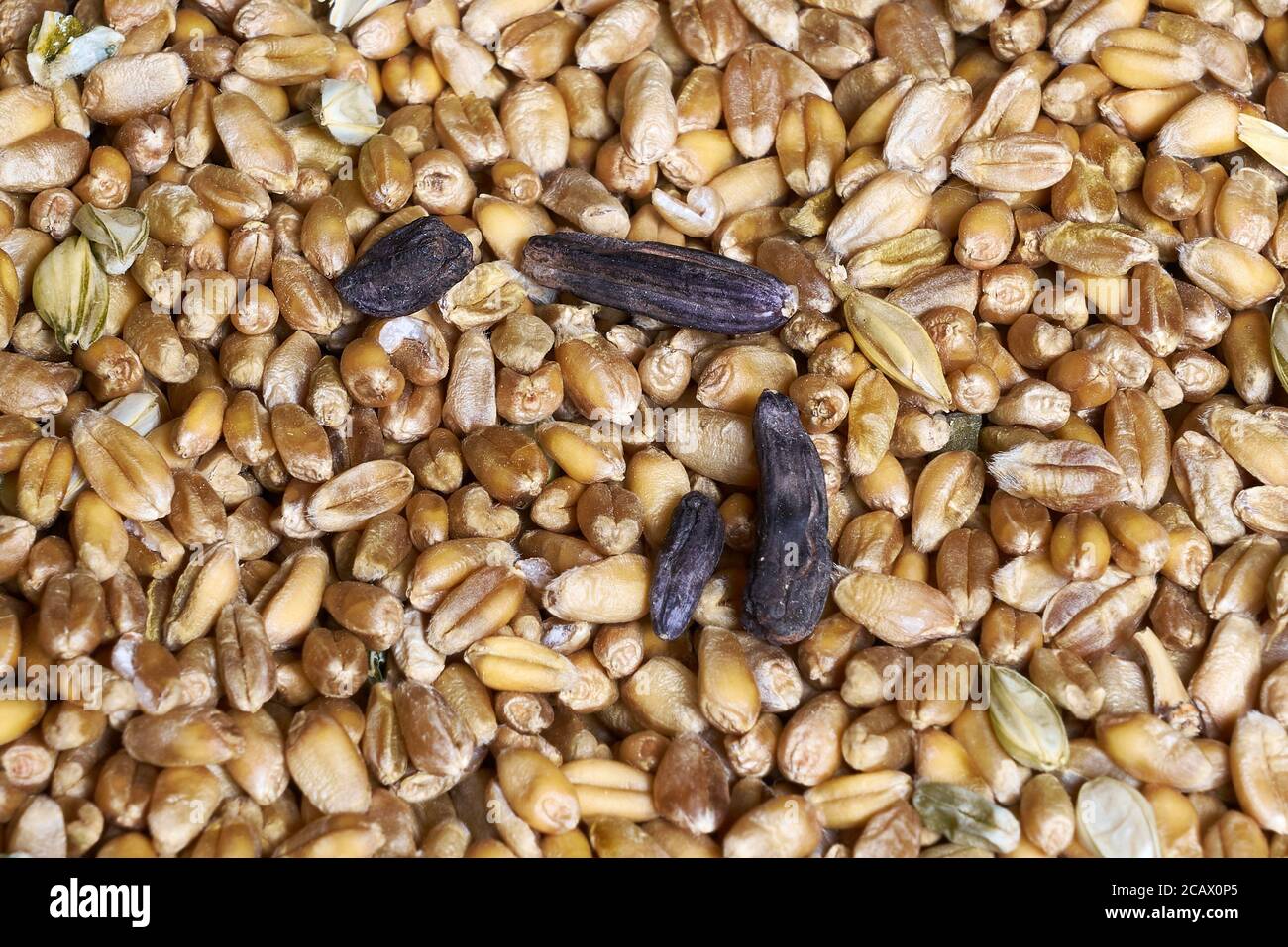 Ergot Claviceps purpurea hongo entre los granos de trigo en almacenamiento, contiene alcaloides tóxicos un tipo alucinógeno de micotoxina que causa el ergotismo Foto de stock