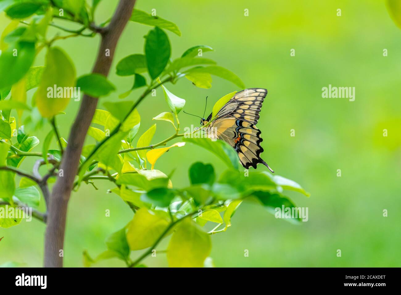 Una hembra gigante oriental de la cola de cisnes (Papilio cresphontes) poniendo un huevo en un árbol de limón. Foto de stock