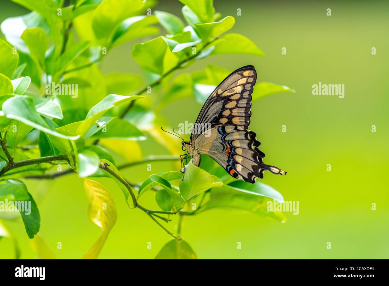 Una hembra gigante oriental de la cola de cisnes (Papilio cresphontes) poniendo un huevo (sólo visible) en un limonero. Foto de stock