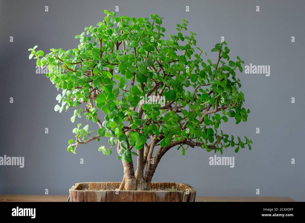 Planta suculenta llamada Portulacaria afra 'Elephant Bush' (comúnmente conocida como planta de Jade) en un estilo Bonsai. Foto de stock