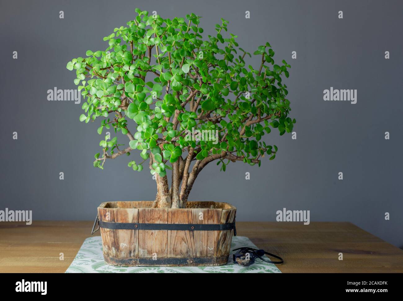 Planta suculenta llamada Portulacaria afra 'Elephant Bush' (comúnmente conocida como planta de Jade) en un estilo Bonsai. Foto de stock