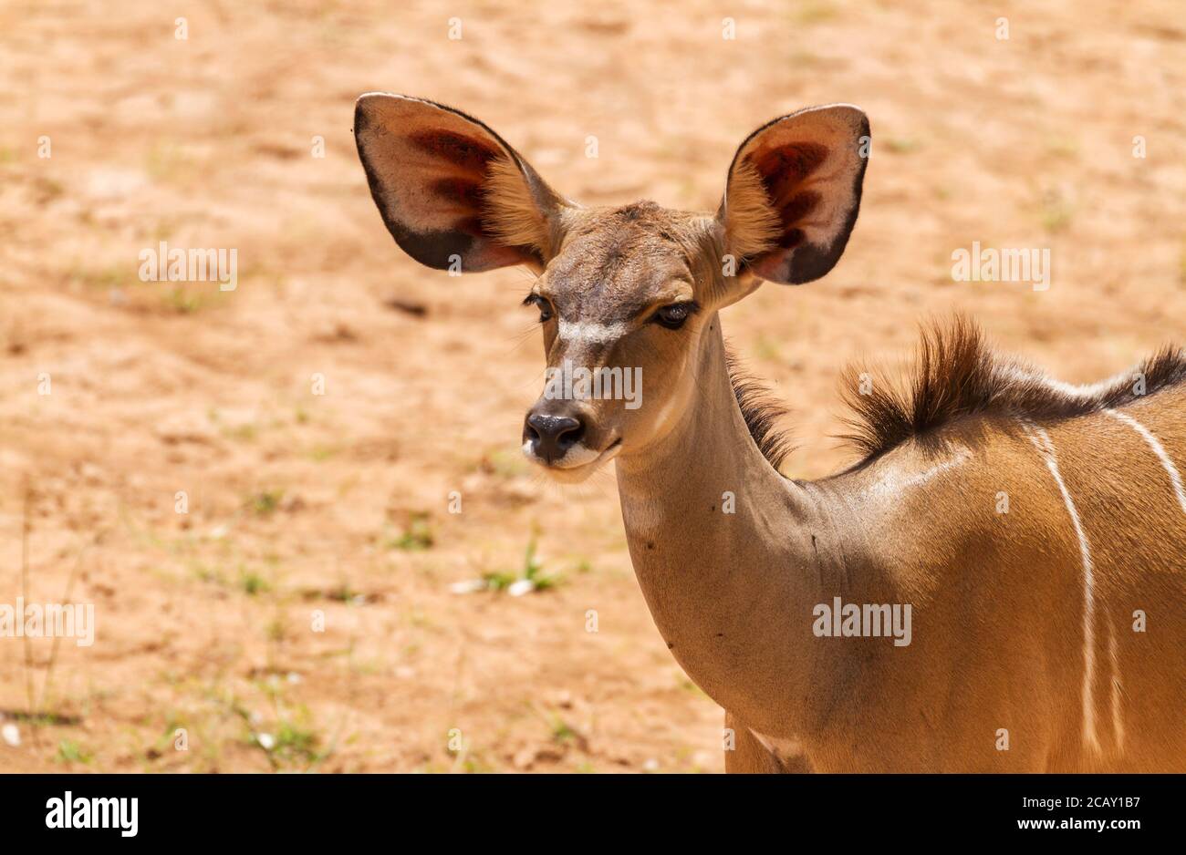 Mayor vaca femenina kudu, 'Tragelaphus strepicémiceros', cara con orejas grandes y ojos. Reserva Nacional Samburu, Kenia, África. Gran antílope silvestre de orejas Foto de stock