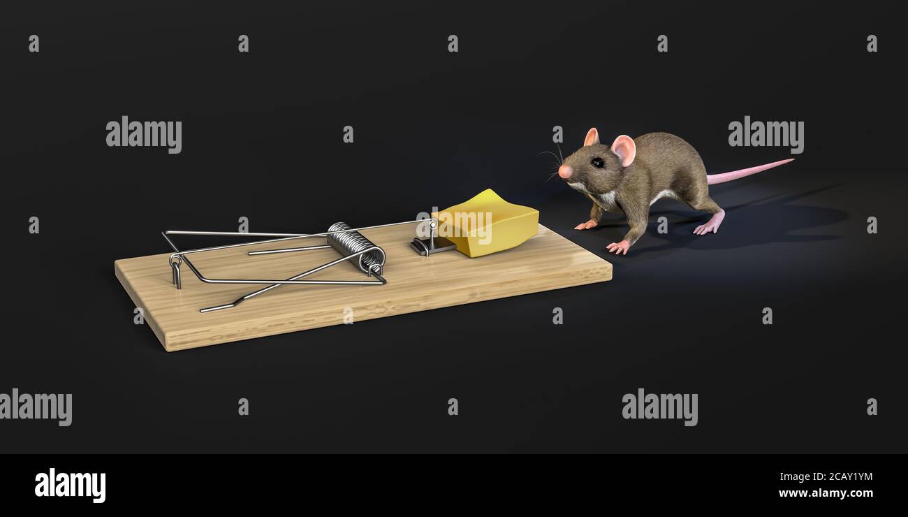 El ratón va al queso colocado en una trampa para ratones - aislado sobre fondo gris degradado - ilustración 3d Fotografía stock - Alamy