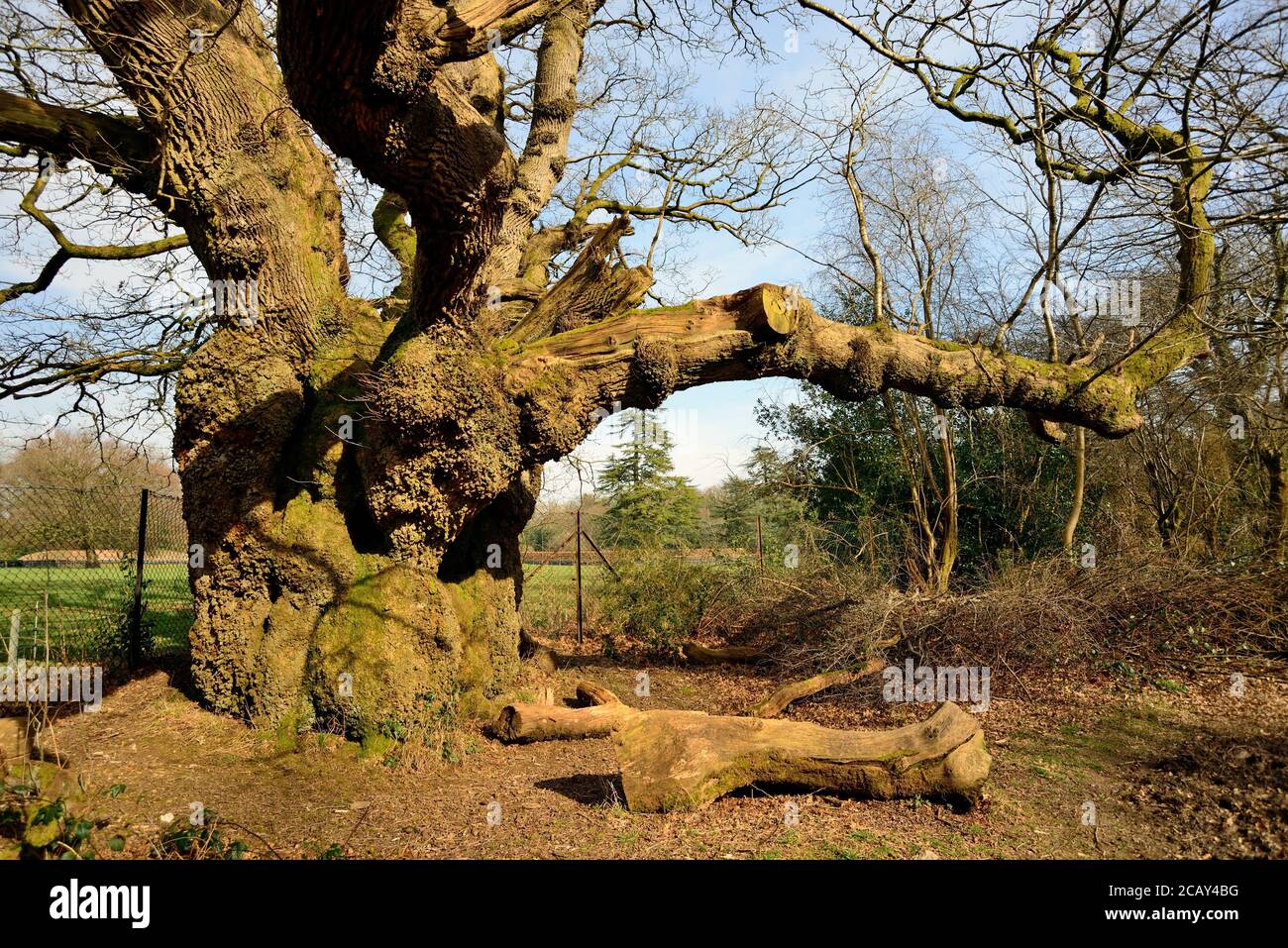 Roble Catedral en el bosque de Savernake. A veces se llama Millennium Oak, el árbol se cree que tiene unos 1,000 años de edad. Foto de stock