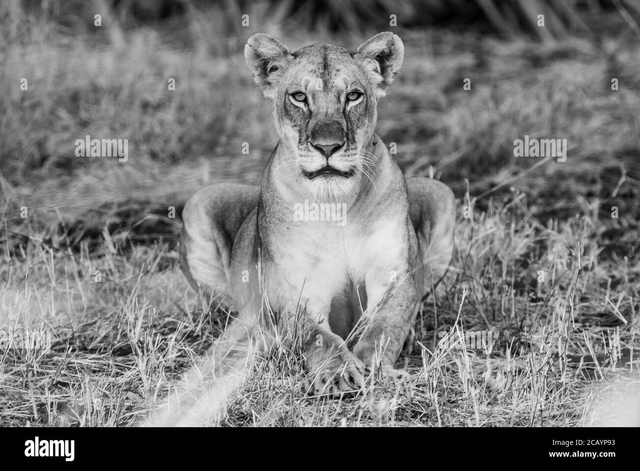 Kenia Leona cabeza en blanco y negro Foto de stock