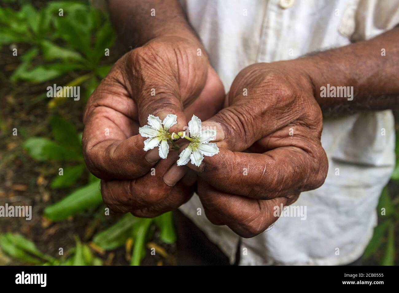 La flor de un manglar local (Scaevola taccada) en realidad crece en lo que parece la mitad de una flor. Kosrae, Micronesia. Foto de stock