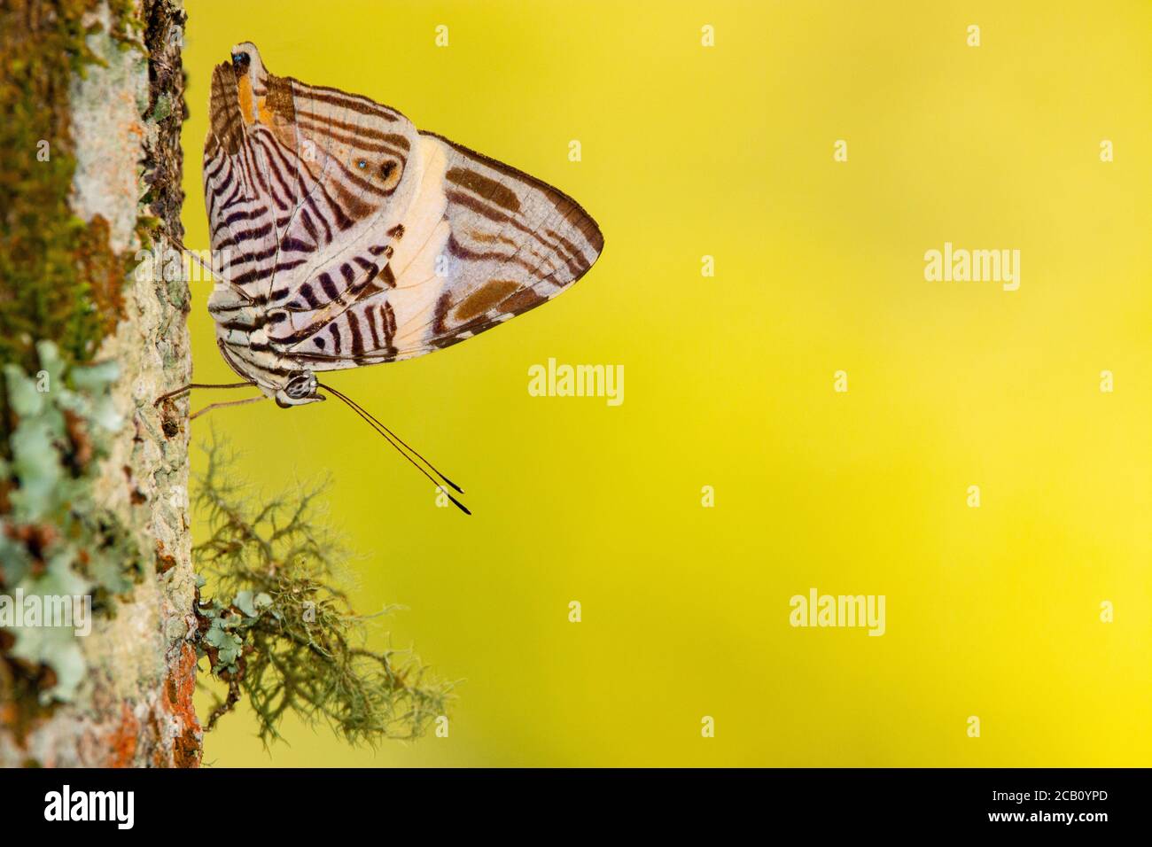 Dirce beauty, Mosaico o cebra Mosaico (Colobura dirce), es una mariposa de la familia Nymphalidae. Icononzo, Tolima, Colombia Foto de stock