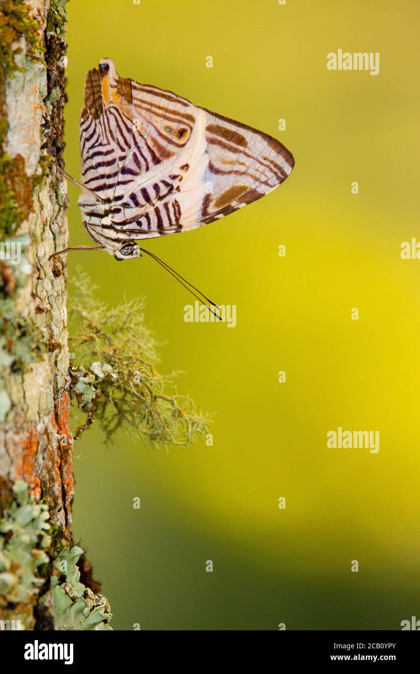 Dirce beauty, Mosaico o cebra Mosaico (Colobura dirce), es una mariposa de la familia Nymphalidae. Icononzo, Tolima, Colombia Foto de stock