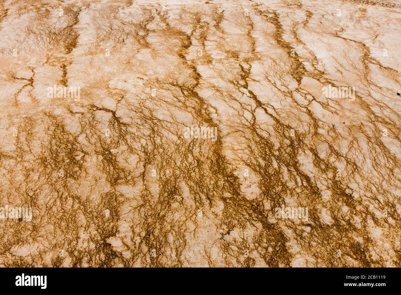 Texturas de una alfombra microbiana en un manantial caliente de Yellowstone Foto de stock