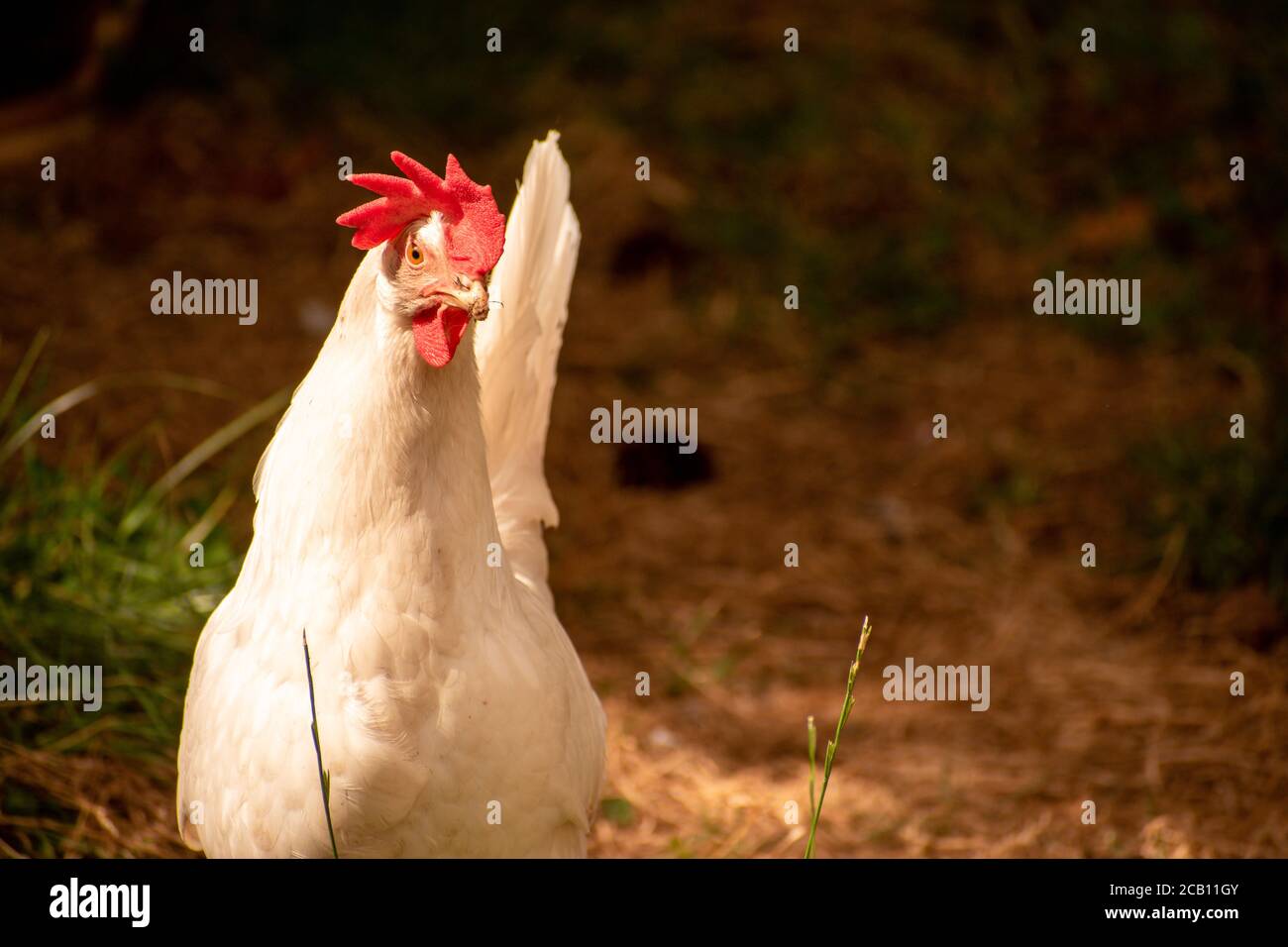 Pollo de gallina blanca sin variedad Foto de stock