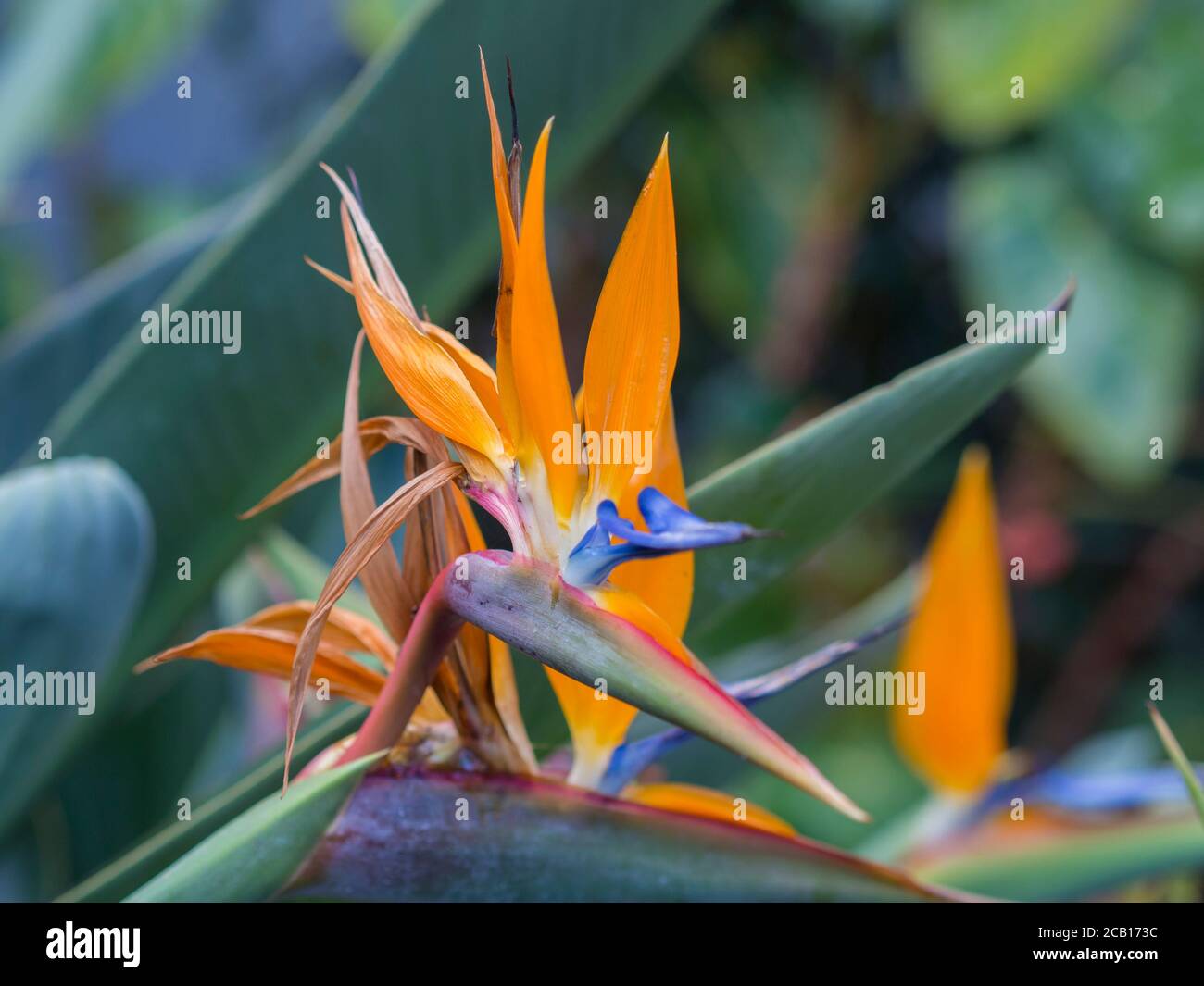 Bird of paradise flower close up strelitzia reginae fotografías e imágenes  de alta resolución - Página 7 - Alamy