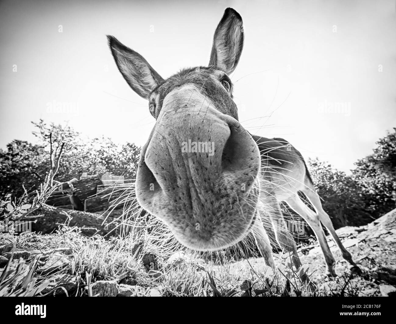 Cabeza de burro en blanco y negro Fotografía de stock Alamy