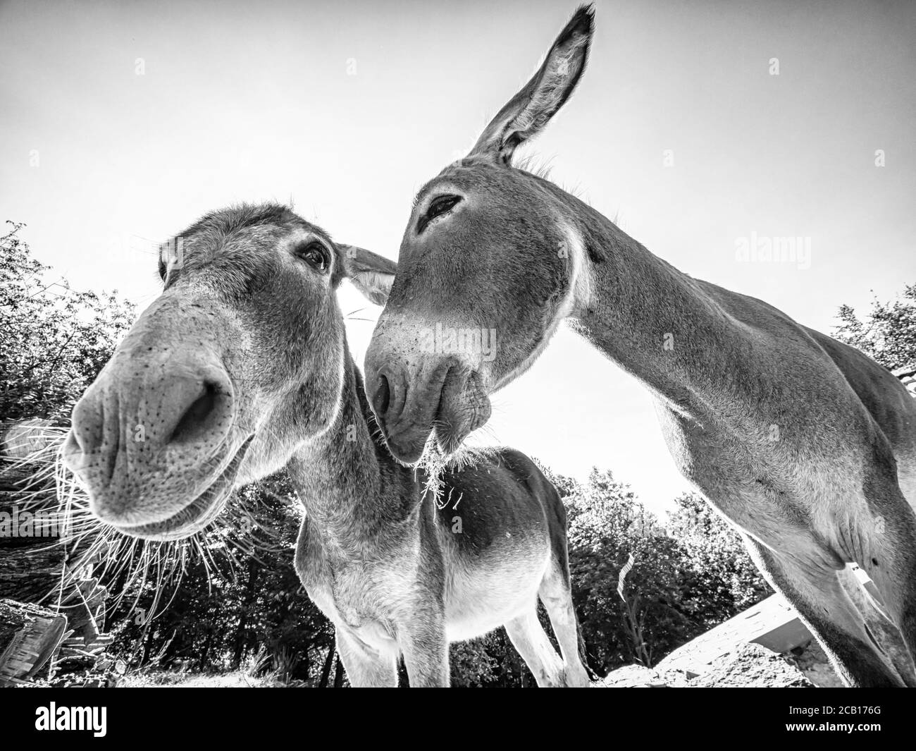 Cabeza de burro en blanco y negro Fotografía de stock Alamy