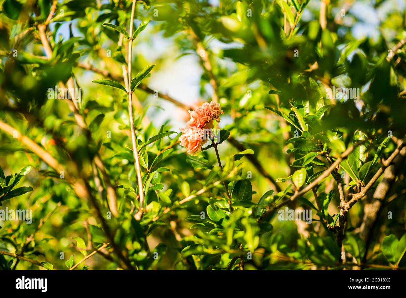 Flor de árbol de Granada en Cerdeña. Italia. Hojas verdes con fondo difuminado. Foto de stock