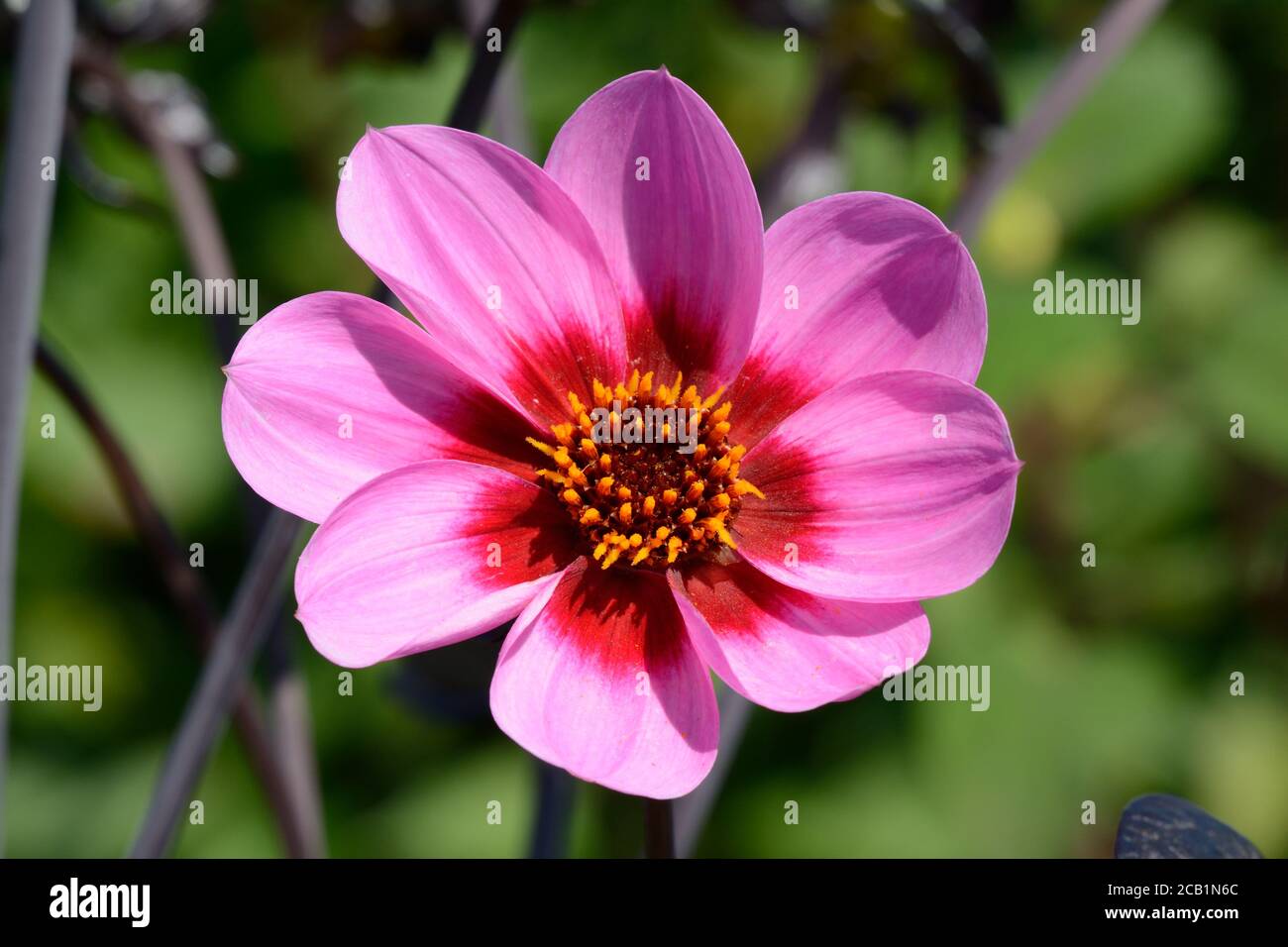 Dahlia Feliz un solo guiño flor flor flor flor aterciopelada lila flores con centro rojo púrpura Foto de stock