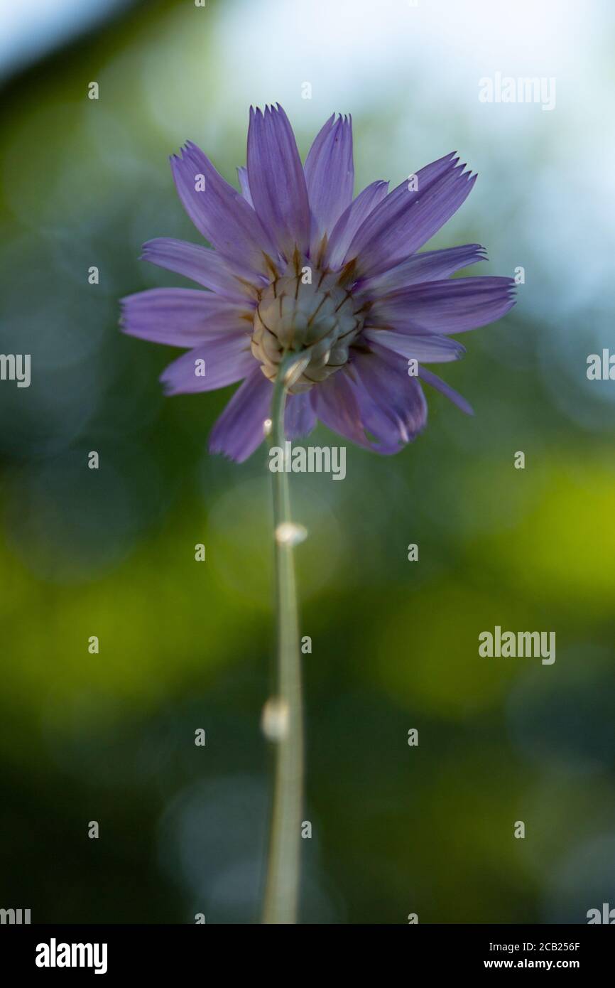 Flores silvestres de Cupidone en el bosque. Esta imagen tiene una calidad de pintura. Foto de stock