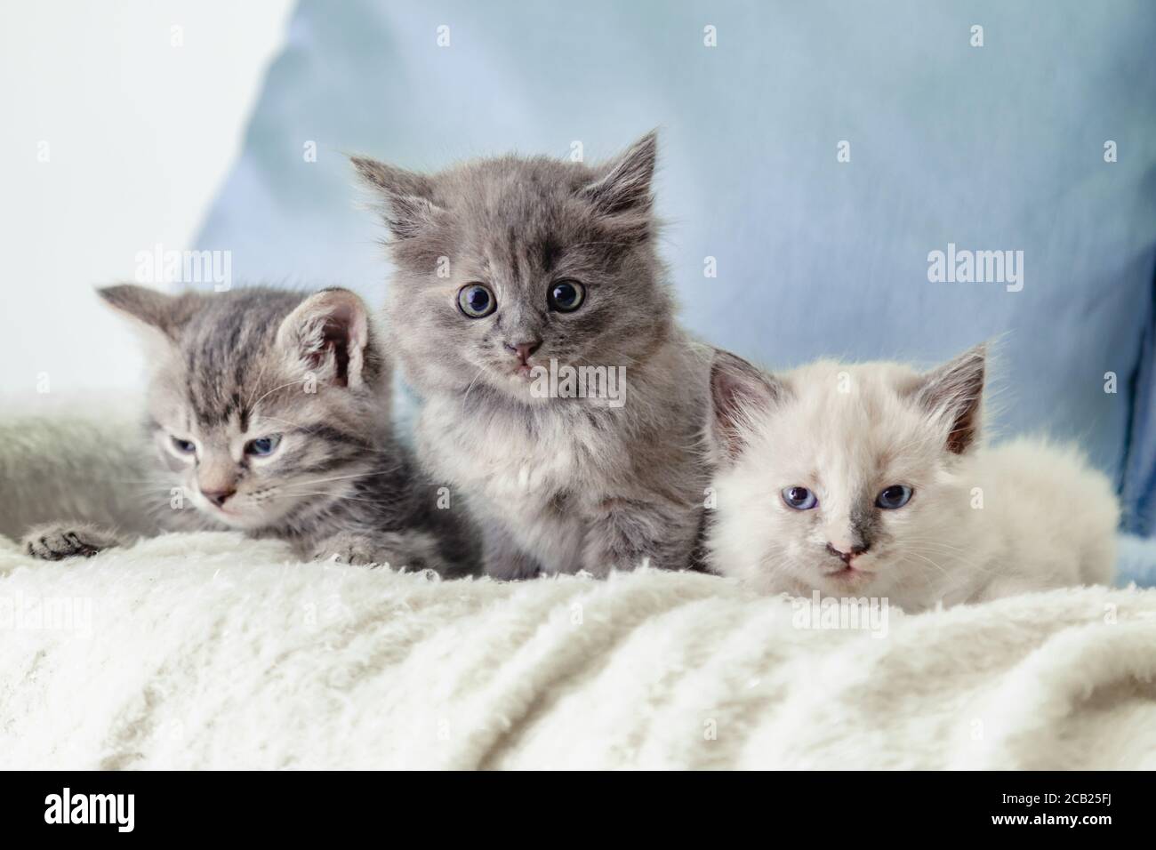 Muchos gatitos. 3 gatitos esponjosos y hermosos yacen sobre una manta blanca sobre un fondo azul. Gris blanco y tabby gatito. Diferentes gatos mascotas yacen en el sofá Foto de stock