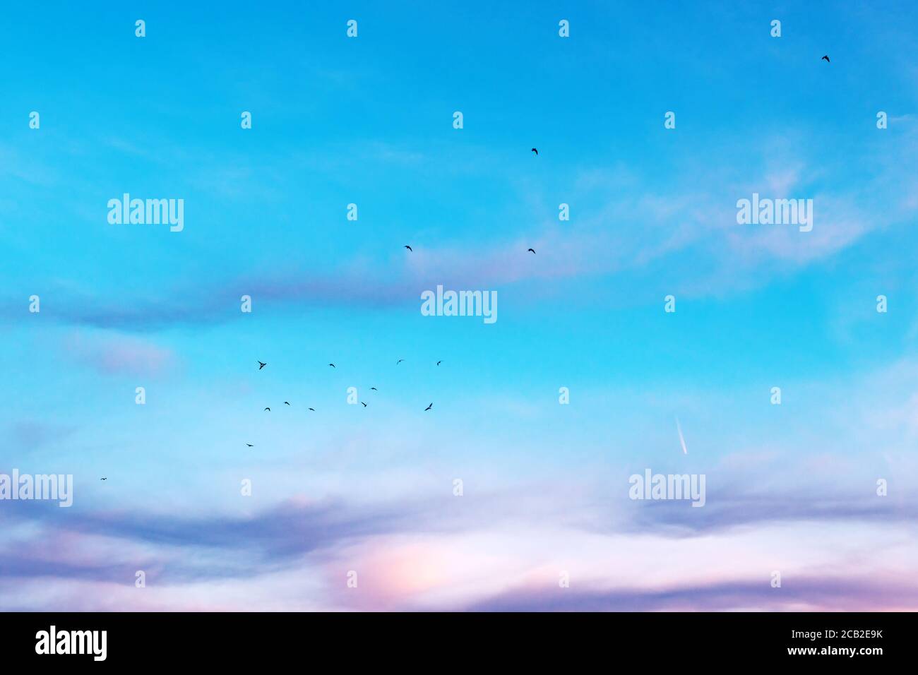 Rebaño de gaviotas volando a través del colorido cielo de la puesta de sol, siluetas de aves contra el paisaje de nubes vívidas Foto de stock