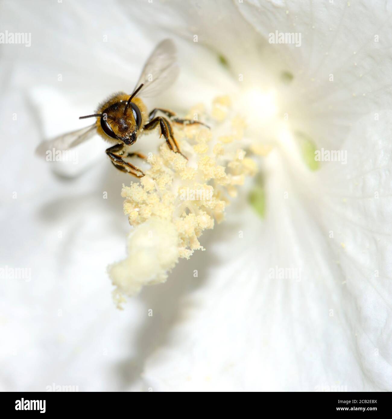 Abeja común de miel (Apis melifera) despegar de una flor de hibisco con granos de polen visibles sobre el cuerpo Foto de stock