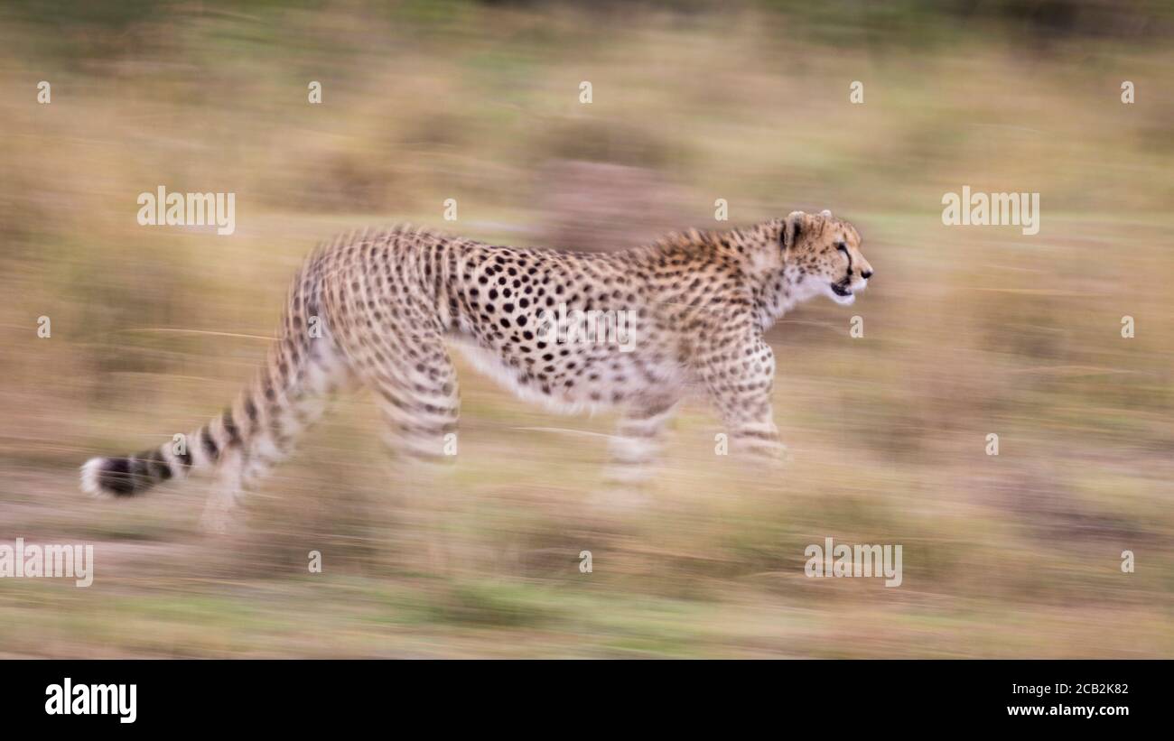Vista lateral movimiento desenfocado de adultos cheetah caminar en alto Hierba en Masai Mara Kenia Foto de stock