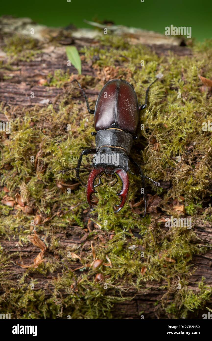 Beetle de Stag: Lucanus cervus. Varón. Surrey, Reino Unido Foto de stock