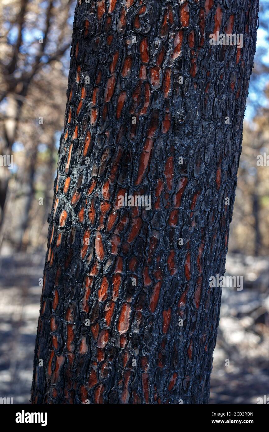Pino marítimo quemado (Pinus pinaster) en la época del incendio del bosque de Chiberta (Anglet - Pirineos Atlánticos - Francia). Fuego salvaje. Blaze. Foto de stock