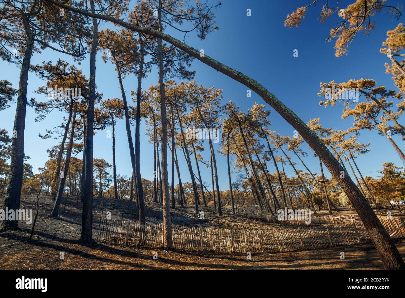 Pinos marítimos quemados (Pinus pinaster) en la época del incendio del bosque de Chiberta (Anglet - Pirineos Atlánticos - Francia). Fuego salvaje. Blaze. Foto de stock