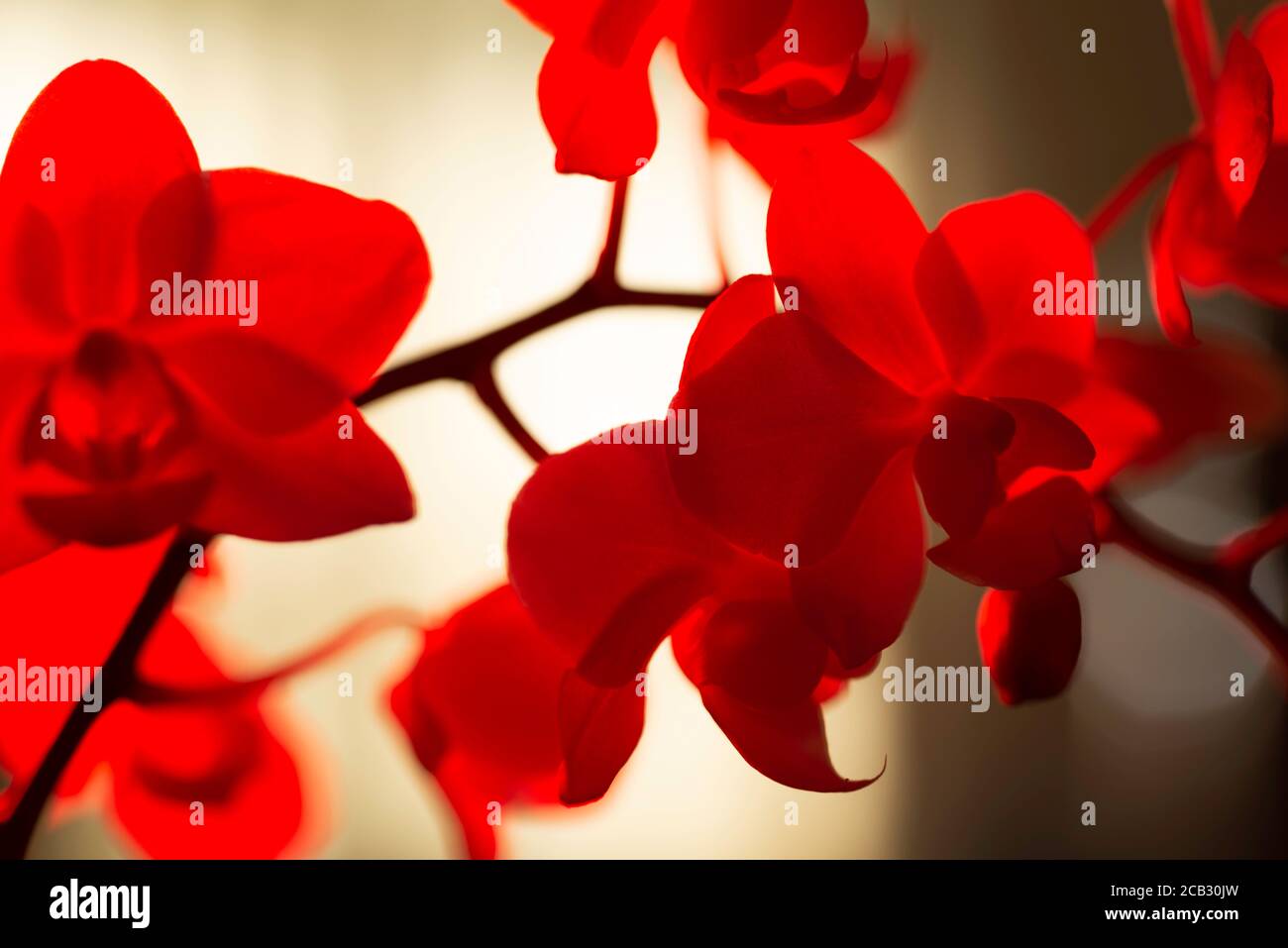 flor de orquídeas rojas Foto de stock