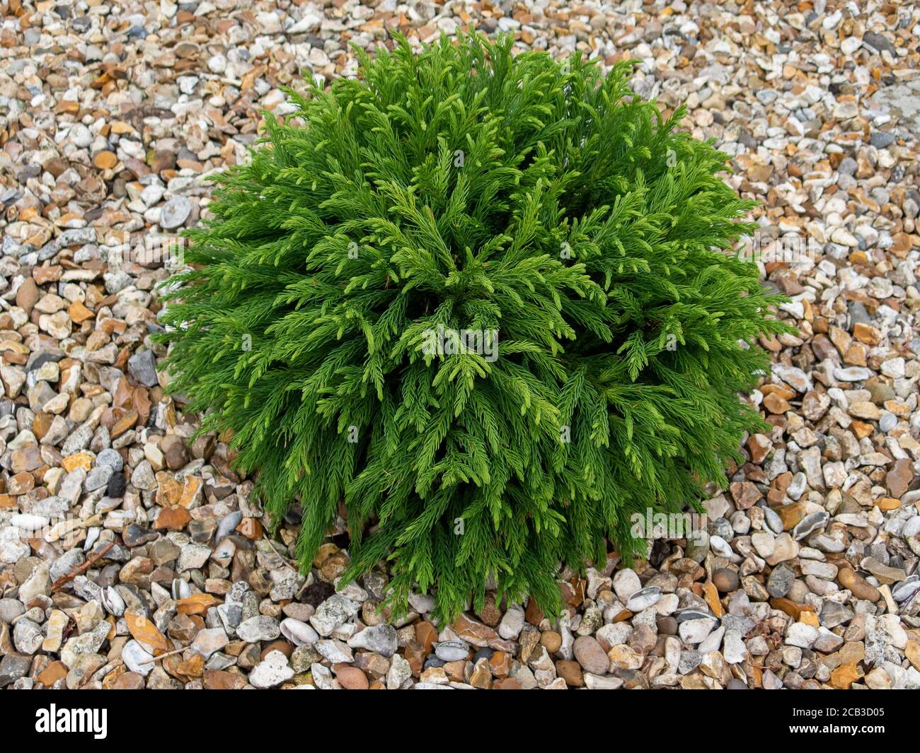 Cryptomeria japonica ‘globosa Nana’ Fotografía de stock - Alamy