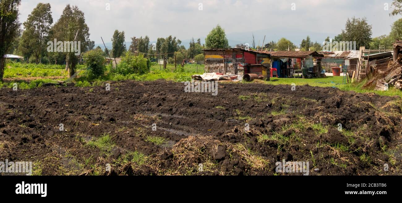 Tiras de cultivo, de un agricultor en extrema pobreza. Autoconsumo Foto de stock