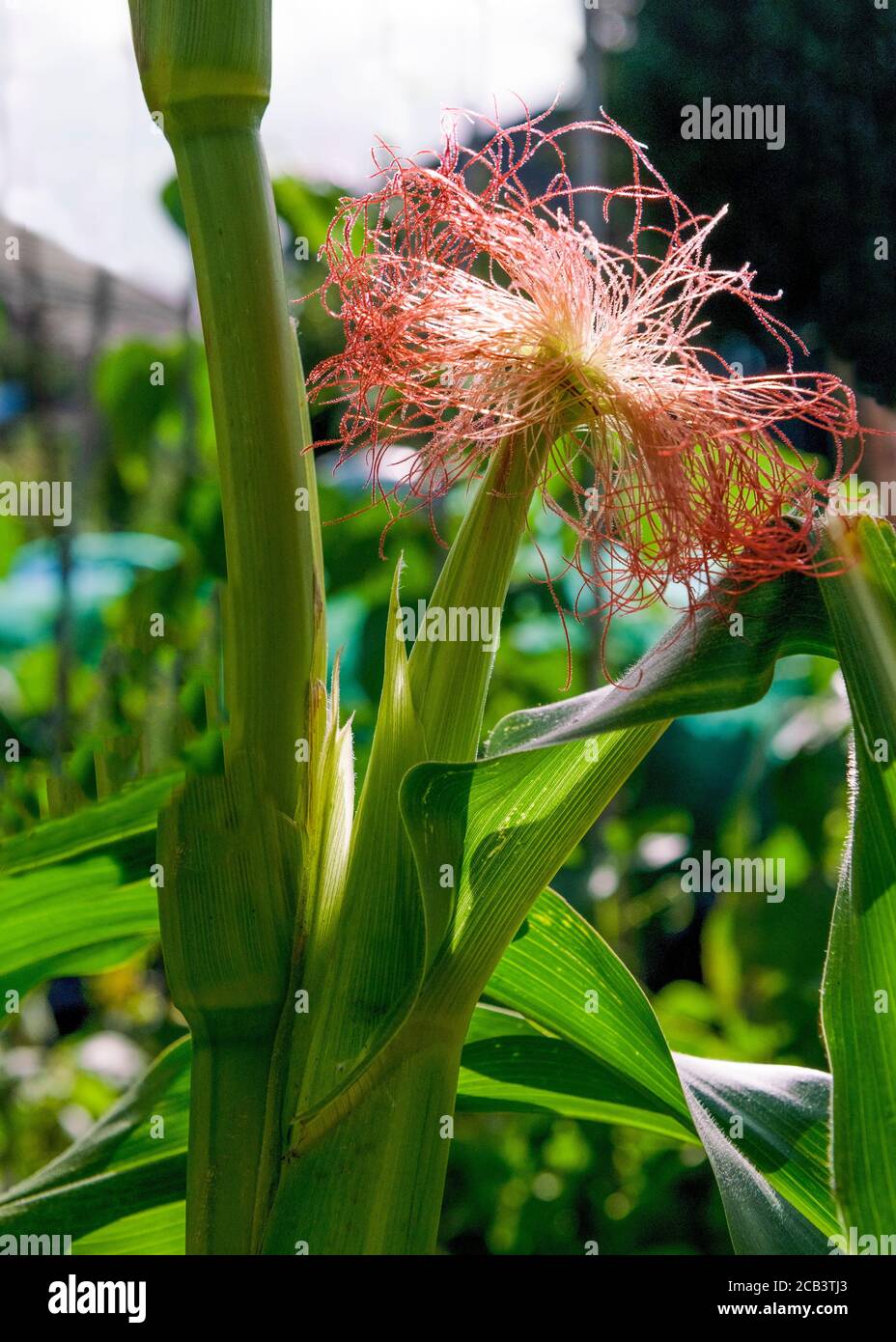 el maíz orgánico del bebé crece en un jardín detrás iluminado por el sol de la mañana se acerca con espacio para copias Foto de stock