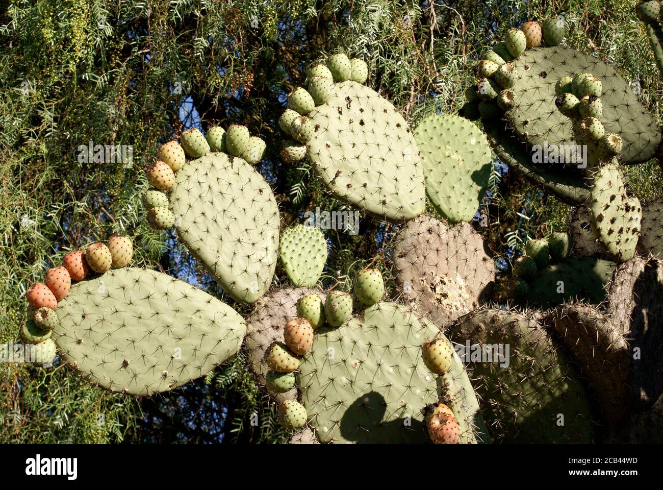 Nopal cactus o Prickly Pear en la ciudad minera del siglo XIX de Mineral de pozos, Guanajuato, México Foto de stock