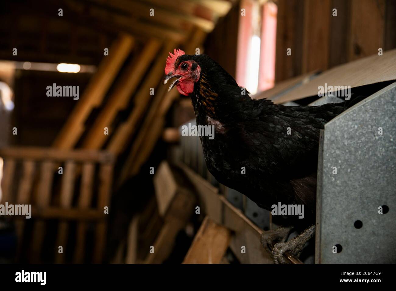 Varios animales de granja como cerdos, caballos y vacas en una granja en Texas. Foto de stock
